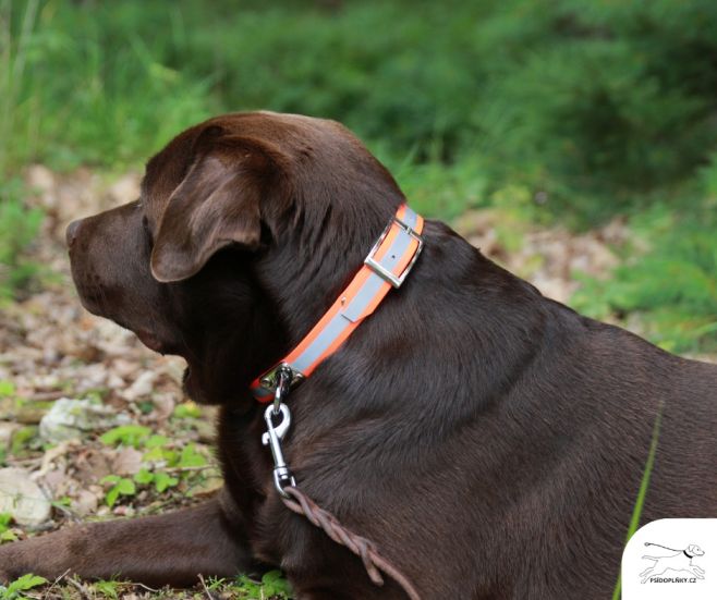 Díky reflexnímu obojku se nemusíte bát jít na procházku do parku či lesa i za šera 🌲🧡 #obojky #pes #psidoplnky #podzim