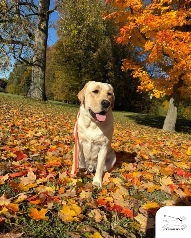 Krásný barevný podzim 🍁🍂 Oranžový set obojku a vodítka náramně ladí do barev podzimu 🧡 #psidoplnky #obojky #pes #podzim